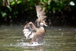 Vollgas auf dem Wasser: die Enten ziehen nur das Positive aus dem Wetter (Foto: Eric)