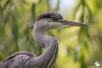 Sieht man nicht alle Tage: Ein Graureiherbeobachtet von einer Weide herab sein Umwelt (Foto: Eric)