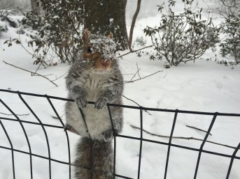 Ein Eichhörnchen klettert auf den Zaun neben Anthony... (Foto: Anthony Quintano/Flickr)