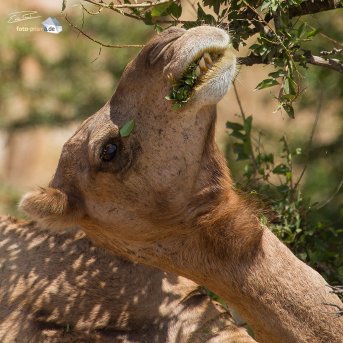 Das Dromedar, oder auch Arabisches Kamel genannt, trifft man häufig an (Foto: Eric)