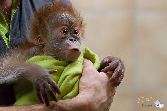 Rieke wurde am 12. Januar 2015 im Berliner Zoo geboren (Foto: Eric)