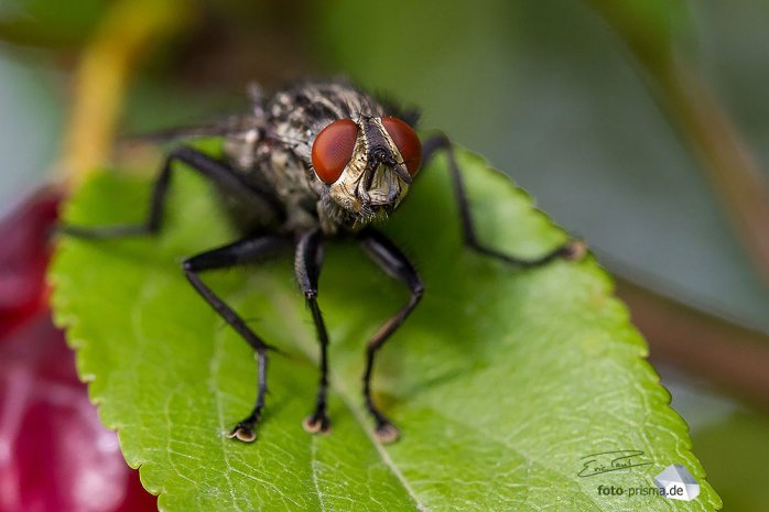 Diese Fliege verharrte trotz meiner Annäherung auf einem Blatt (Foto: Eric Paul)