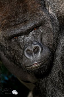 Grimmiger Blick? Dieser Gorilla im Berliner Zoo betrachtet die Besucher mit Argwohn (Foto: Eric Paul)