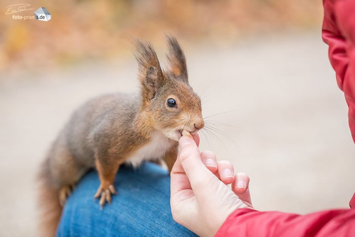 Ein scheuloses Eichhörnchen auf dem Ostfriedhof nimmt dankend Nüsse entgegen, um Vorräte für den Winter anzulegen. (Foto: Eric Paul)
