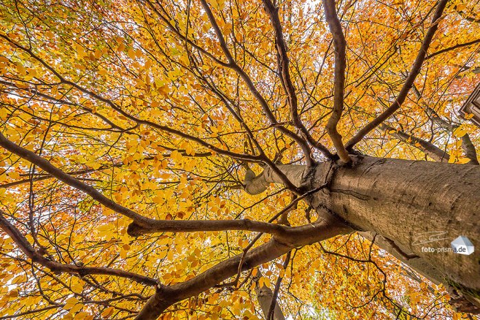 Einfach mal einen Blick nach oben riskieren - der Herbst bietet mehr Motive, als man denkt. (Foto: Eric Paul)